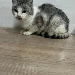 Znaleziono kota, Czartki, 19 grudnia 2025