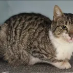 Znaleziono kota, Grudziądz, 17 grudnia 2025