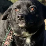 Pies do adopcji, Pieczyska, 19 grudnia 2025