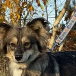 Pies do adopcji, Pieczyska, 18 grudnia 2025