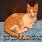 Zaginął kocurek Tadziu