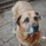 Oddam psa, Warszawa, 20 grudnia 2025