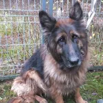 Znaleziono psa, Nowa Krępa, 28 listopada 2025