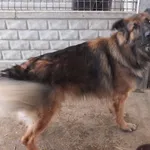 Znaleziono psa, Nowa Krępa, 21 listopada 2025