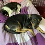 Zaginął pies, Jaranowo Duże, 22 grudnia 2025