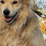 Pies do adopcji, Pieczyska, 20 grudnia 2025