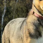 Pies do adopcji, Pieczyska, 20 grudnia 2025