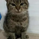 Znaleziono kota, Czartki, 19 grudnia 2025