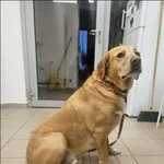 Znaleziono psa, Grudziądz, 21 grudnia 2025