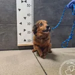 Przyjęty: 2025-12-19 Gmina: Żywiec Płeć: Suka Opis: mieszaniec, brązowe