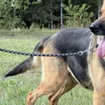 Pies do adopcji, Pieczyska, 20 grudnia 2025