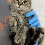 Znaleziono kota, Czartki, 19 grudnia 2025