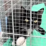 Kot do adopcji, Radom, 21 grudnia 2025