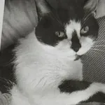 Zaginął kot, Łódź, 21 grudnia 2025