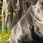 Pies do adopcji, Pieczyska, 20 grudnia 2025