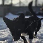 Pies do adopcji, Zgierz, 21 grudnia 2025