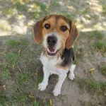 Zaginął pies, Pokrówka, 22 grudnia 2025