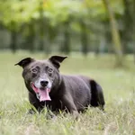 Pies do adopcji, Radom, 20 grudnia 2025