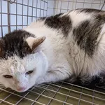 Znaleziono kota, Lublin, 20 grudnia 2025