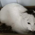 Znaleziono kota, Lublin, 21 grudnia 2025