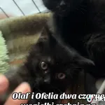 Kot do adopcji, Radom, 21 grudnia 2025