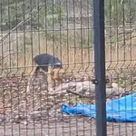 Znaleziono psa, Dąbrówka, 22 grudnia 2025