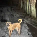 Zaginął Duży pies CaneCorso Riko