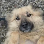 Oddam psa, Mory, 22 grudnia 2025