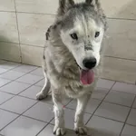 Znaleziono psa, Czartki, 22 grudnia 2025