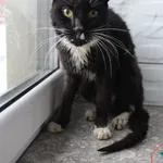 Kot do adopcji, Grudziądz, 27 listopada 2025