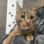 Znaleziono kota, Chełmek, 22 grudnia 2025