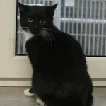 Kot do adopcji, Grudziądz, 28 listopada 2025