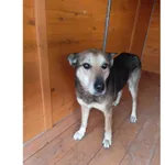 Znaleziono psa, Białystok, 21 grudnia 2025