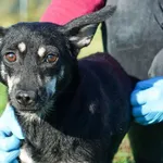 Pies do adopcji, Wrocław, 14 września 2025