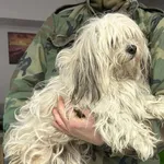 Znaleziono psa, Toruń, 19 grudnia 2025