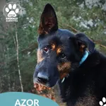 Pies do adopcji, Dąbrówka, 23 grudnia 2025