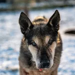 Pies do adopcji, Racławice, 19 grudnia 2025