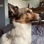 Zaginął pies, Chełmża, 24 grudnia 2025