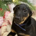 Pies do adopcji, Bydgoszcz, 23 grudnia 2025