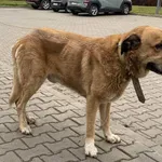 Znaleziono psa, Lublin, 23 grudnia 2025