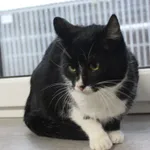 Kot do adopcji, Grudziądz, 28 listopada 2025