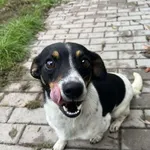 Pies do adopcji, Konin, 12 września 2025