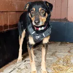 Pies do adopcji, Konin, 30 maja 2025