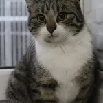 Kot do adopcji, Grudziądz, 28 listopada 2025