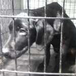 Znaleziono psa, Radom, 18 grudnia 2025