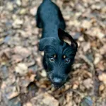 Pies do adopcji, Bydgoszcz, 23 grudnia 2025