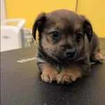 Znaleziono psa, Grudziądz, 22 grudnia 2025