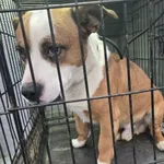 Znaleziono psa, Radom, 22 grudnia 2025