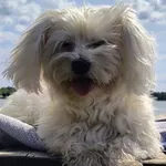 Zaginął pies, Międzyborów, 23 grudnia 2025