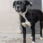 Piesek znaleziony w Kamionkach, gm. Kórnik